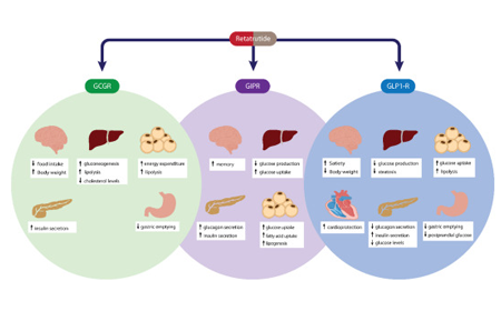 Unlocking the Potential of Retatrutide A Novel Approach to Metabolic Health image